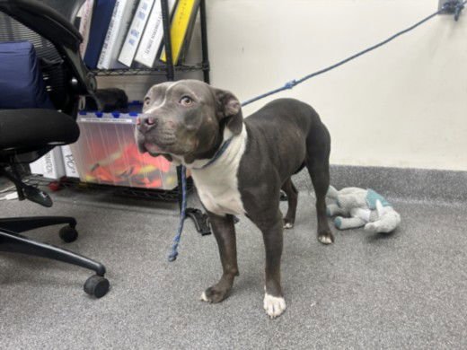 ZONNI - Pit Bull Terrier available for adoption