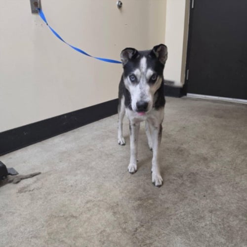 GRAMPS - Siberian Husky available for adoption