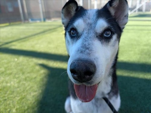 GRAMPS - Siberian Husky available for adoption