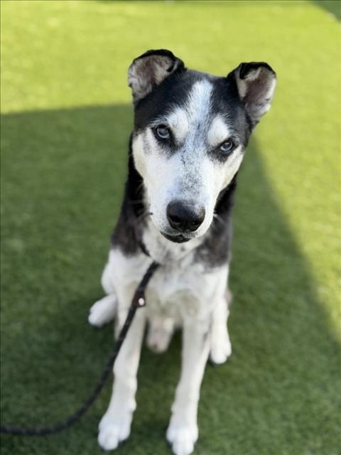 GRAMPS - Siberian Husky for adoption in Los Angeles