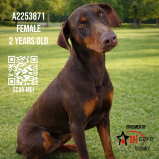 GINGERBREAD - Doberman Pinscher available for adoption