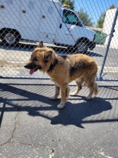 EMERALD - German Shepherd Dog available for adoption