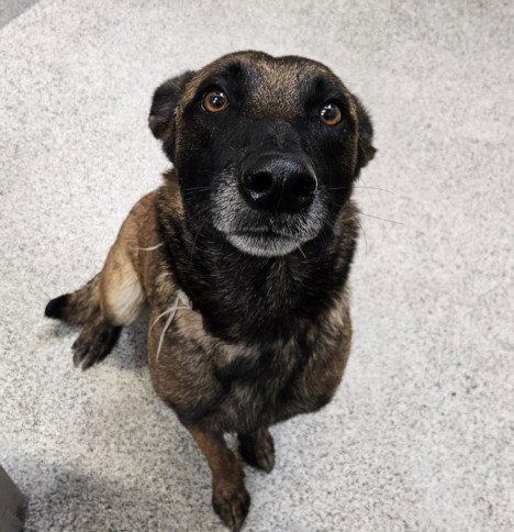 SAVANNAH - Belgian Shepherd Malinois available for adoption