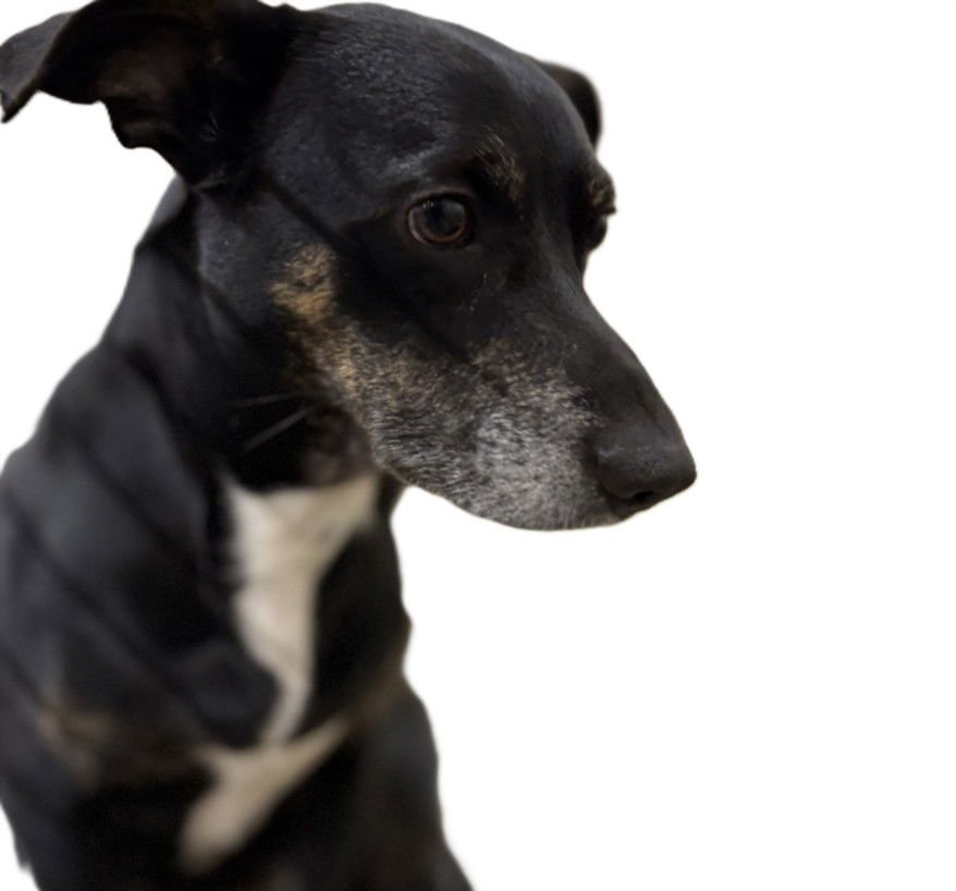 SPARKY LOK - Dachshund available for adoption