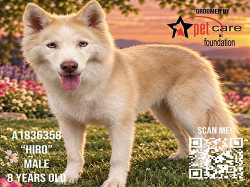 HIRO - Siberian Husky / Jindo (Korean) available for adoption