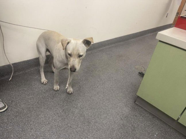 CLANCY - Jindo (Korean) available for adoption