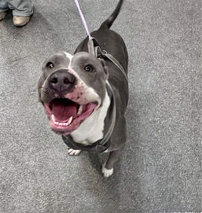 LOTTIE - Pit Bull Terrier available for adoption