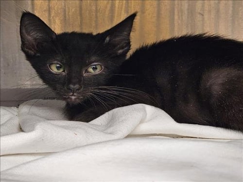 TAYLOR - Domestic Short Hair for adoption in Los Angeles
