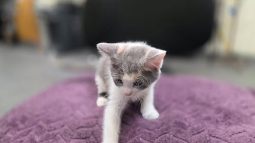 A2302404 - Domestic Short Hair available for adoption
