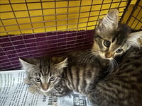 BINKY - Photo 1