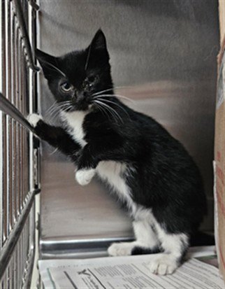 MACARONI - Domestic Short Hair for adoption in Los Angeles