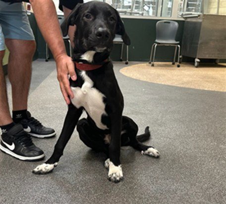 LOGAN - Labrador Retriever available for adoption