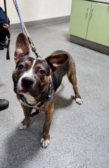 KD - Pit Bull Terrier available for adoption