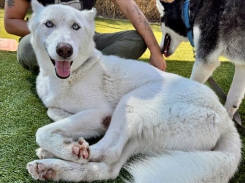 SQUEEGEE - Siberian Husky available for adoption