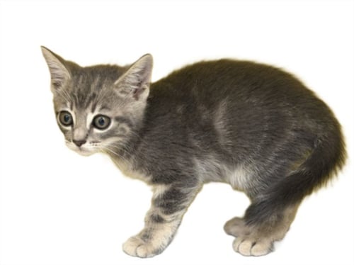JELLY - Domestic Short Hair available for adoption