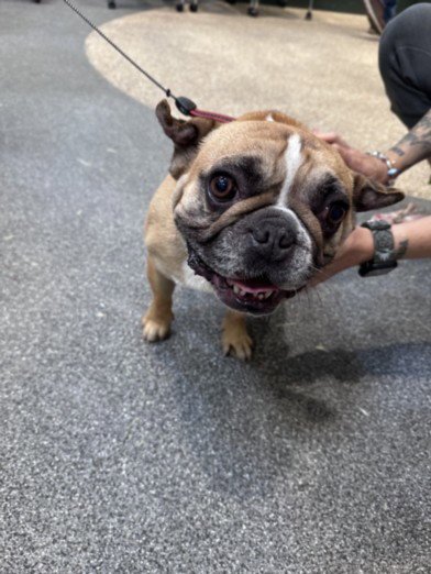 PHIL - French Bulldog available for adoption