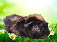 HERMAN - Photo 1