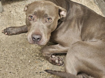JODY - American Pit Bull Terrier available for adoption