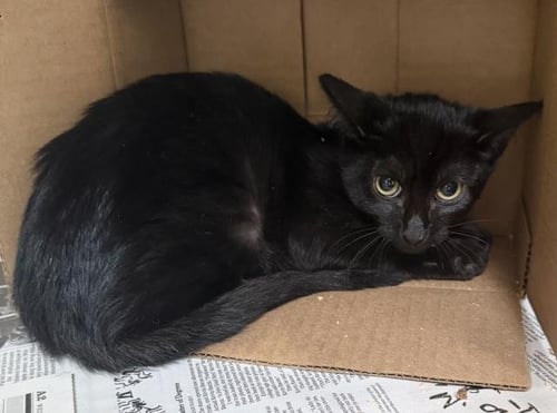 DAX - Domestic Short Hair available for adoption