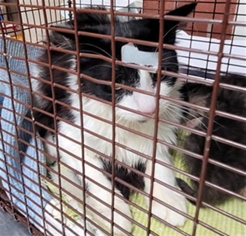 KATNISS - Domestic Medium Hair available for adoption