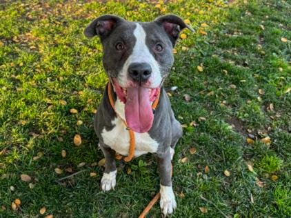 SCRAPPY - Pit Bull Terrier available for adoption