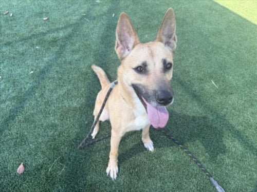 J LO - German Shepherd Dog available for adoption