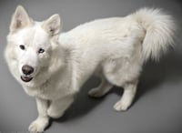 APOLLO - Photo 1