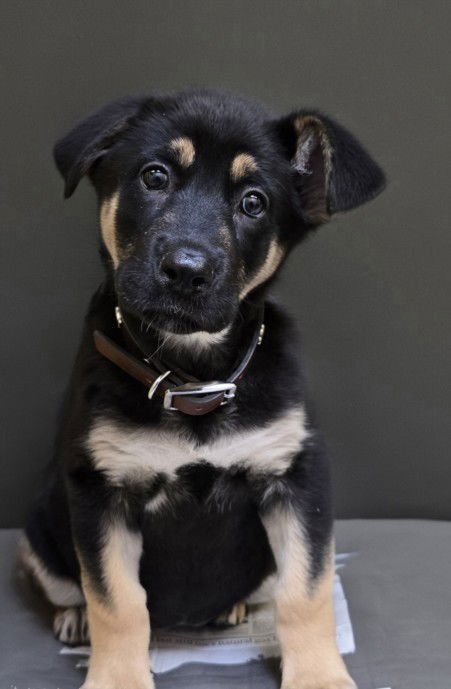 CONNIE - German Shepherd Dog available for adoption