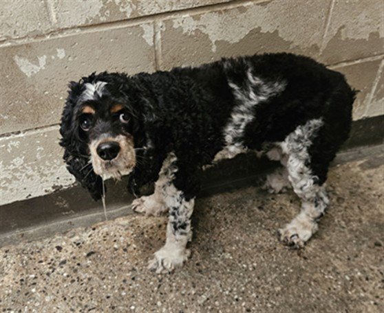OLIVER Image