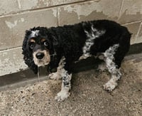 OLIVER - Photo 1