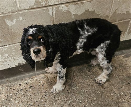 OLIVER - Cocker Spaniel available for adoption