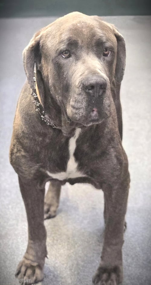 ZEUZ - Cane Corso Mastiff / Mastiff available for adoption