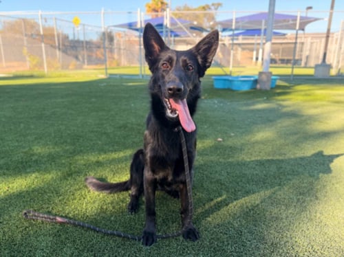 ASHLEY - German Shepherd Dog available for adoption