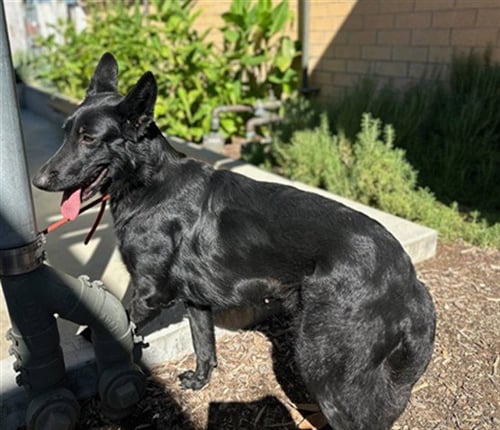 ASHLEY - German Shepherd Dog available for adoption
