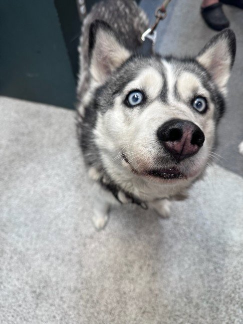 ECHO - Siberian Husky available for adoption