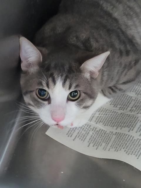 DRAGON FRUIT - Domestic Short Hair available for adoption