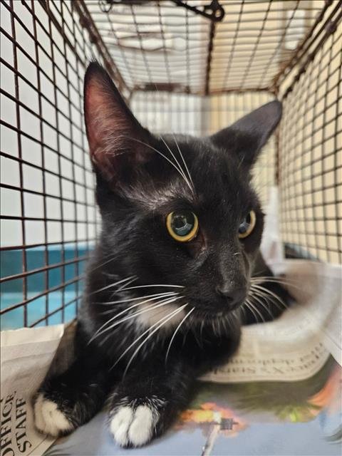 NOODLES - Domestic Short Hair available for adoption