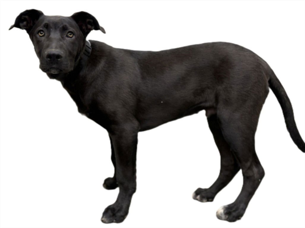 SPOTTER - German Shepherd Dog available for adoption