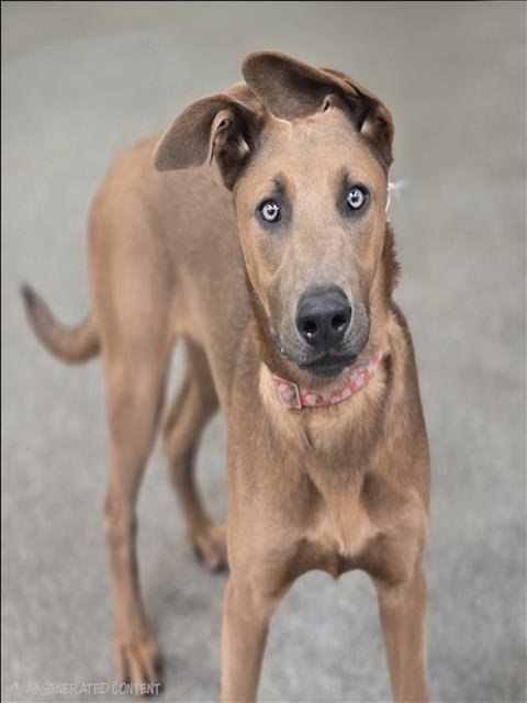 BROCKY - Doberman Pinscher / German Shepherd Dog available for adoption