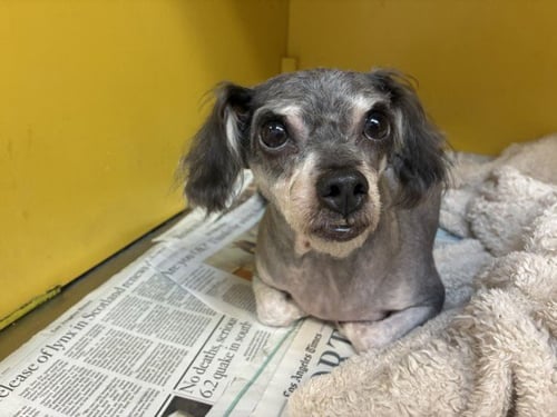 TWILIGHT - Poodle (Miniature) available for adoption