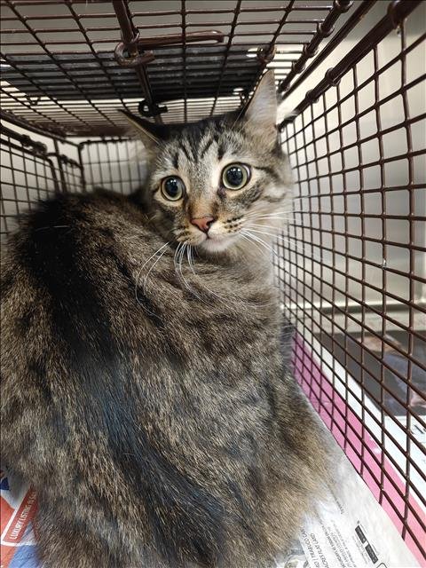 COOKIE - Domestic Short Hair available for adoption