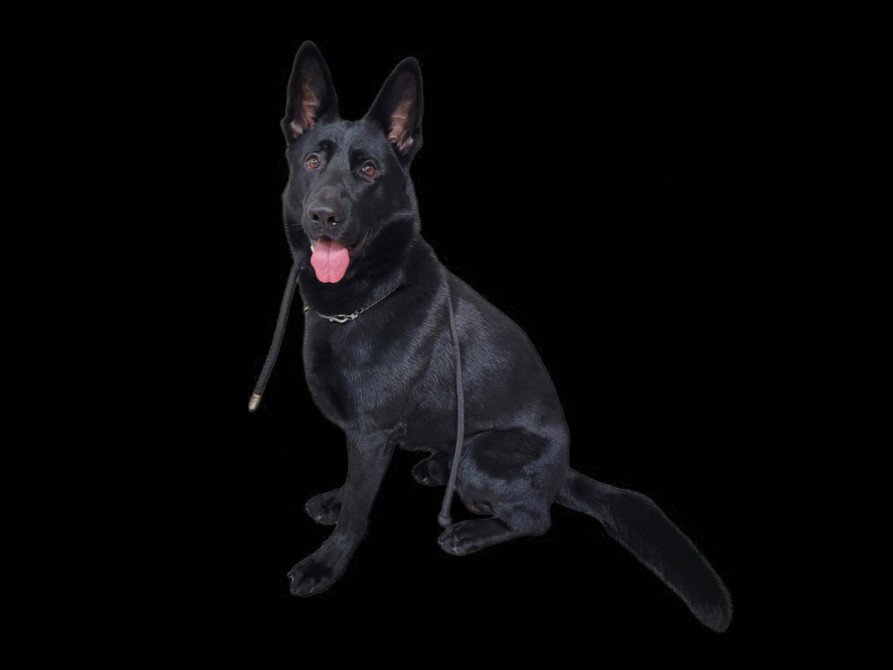 RANGER Image