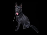 RANGER - Photo 1