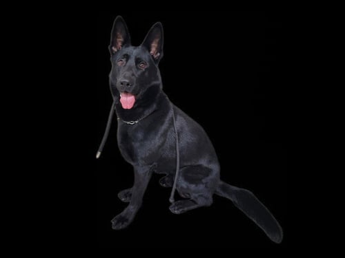 RANGER - German Shepherd Dog available for adoption
