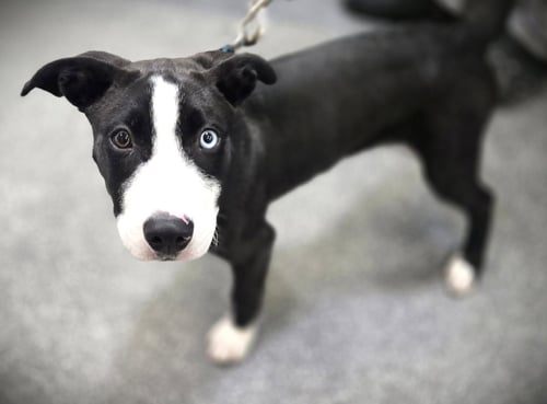 MANDIE - Pit Bull Terrier / Great Dane available for adoption