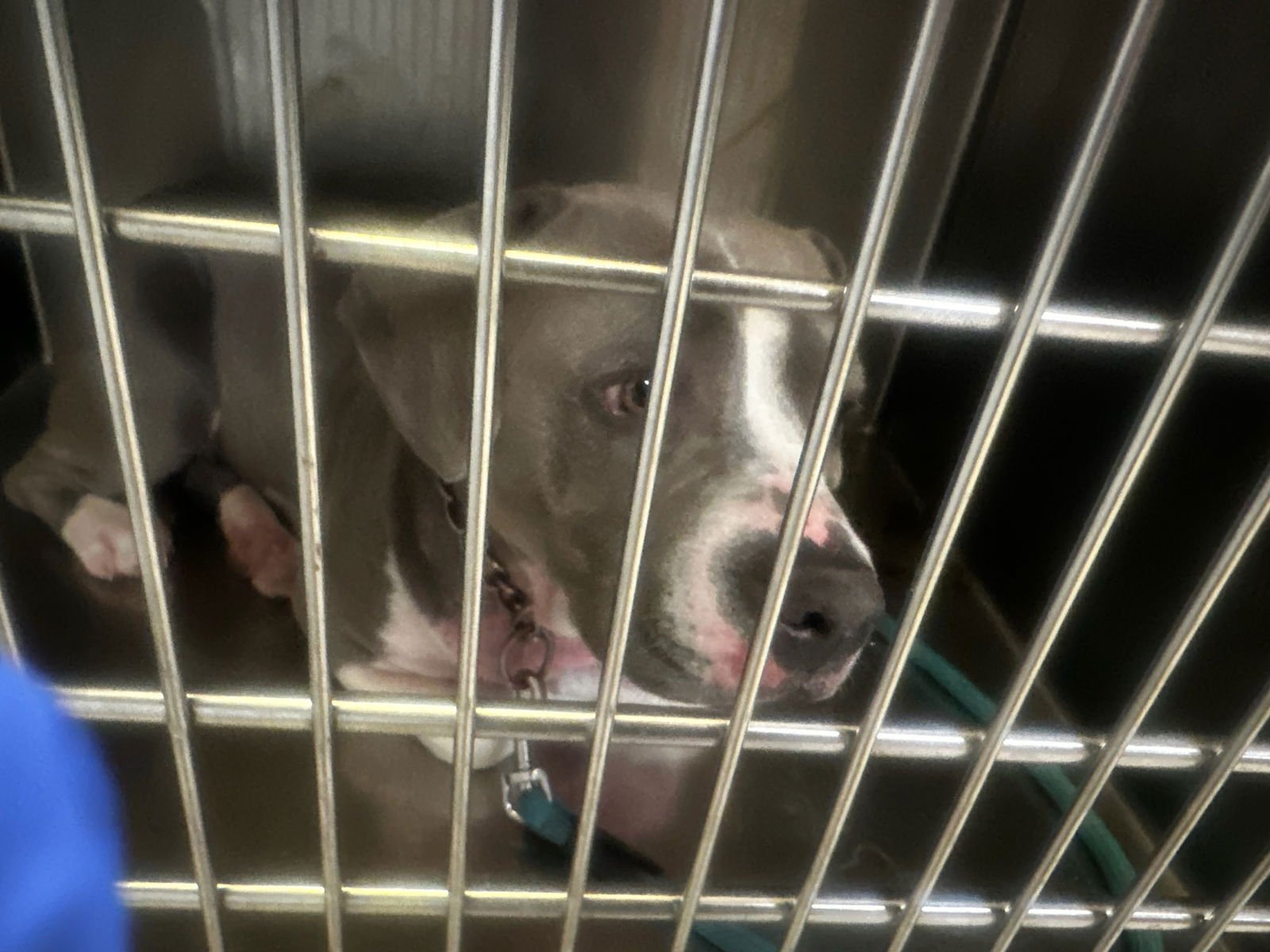 SKY - Pit Bull Terrier available for adoption