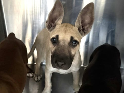 DAFFY - Staffordshire Bull Terrier / German Shepherd Dog available for adoption