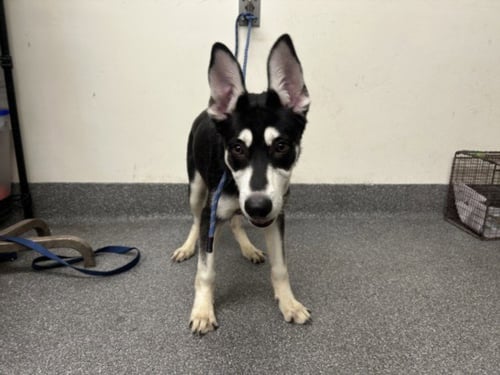 LOTUS - German Shepherd Dog available for adoption