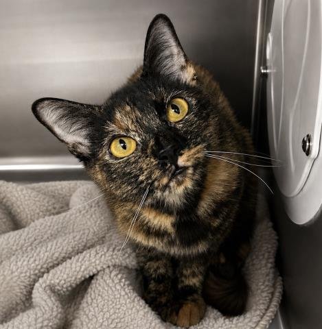 CEFERINA - Domestic Short Hair for adoption in Los Angeles