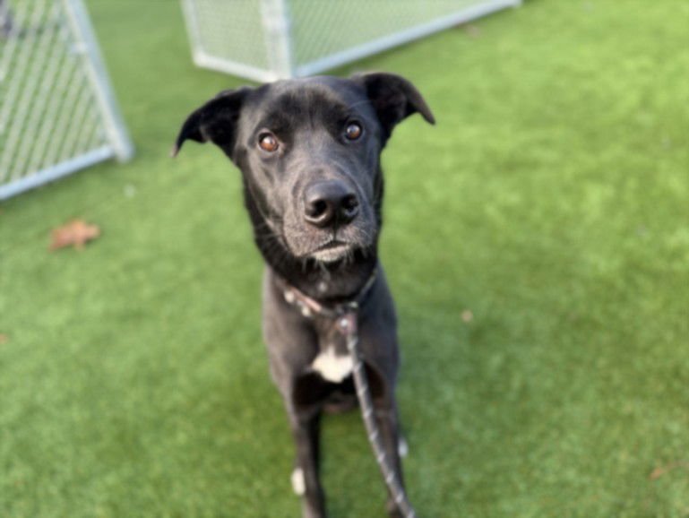 ZERO - Labrador Retriever available for adoption